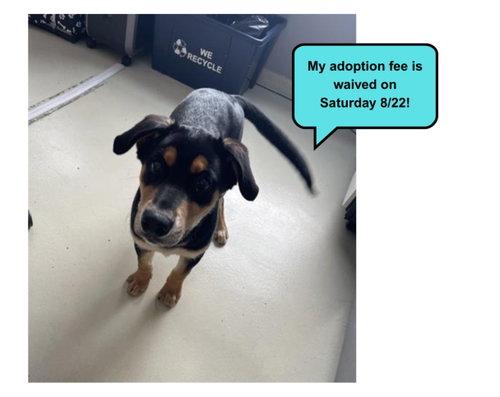 picture of the dog needing adoption