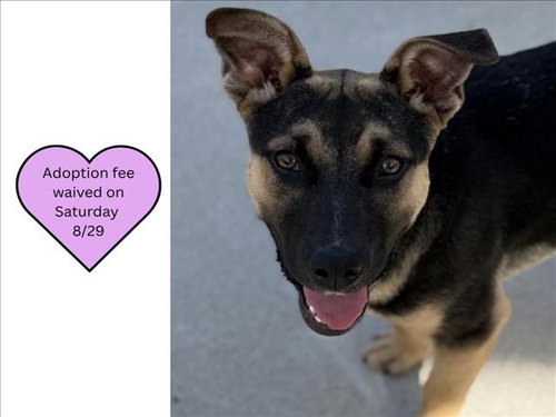 picture of the dog needing adoption
