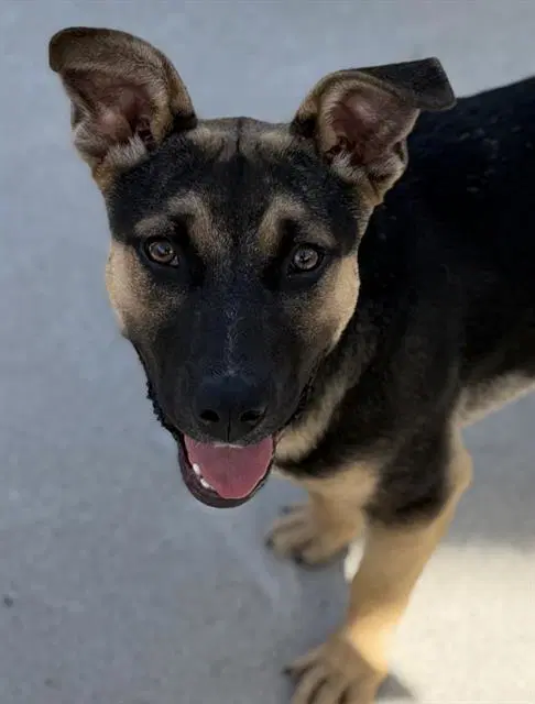 Bruno - German Shepherd Dog