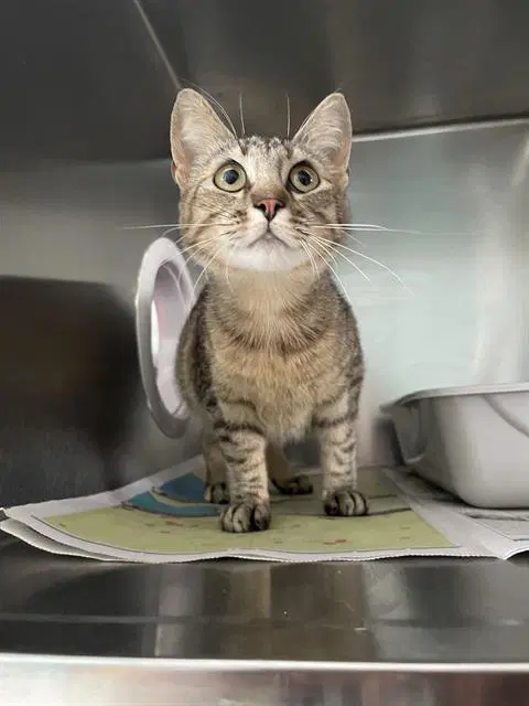 Tammy - Domestic Short Hair