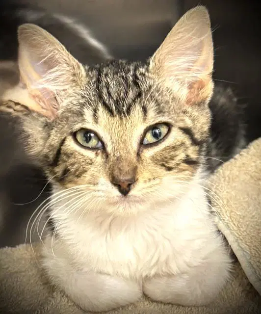 London - Domestic Short Hair