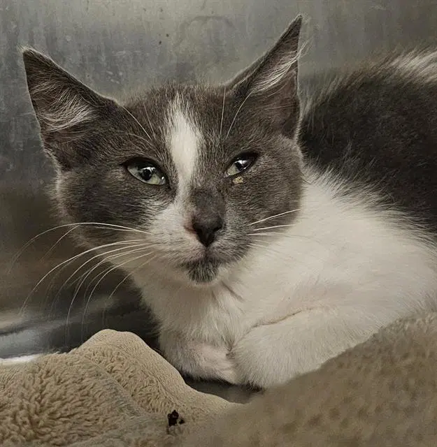Kathmandu - Domestic Short Hair