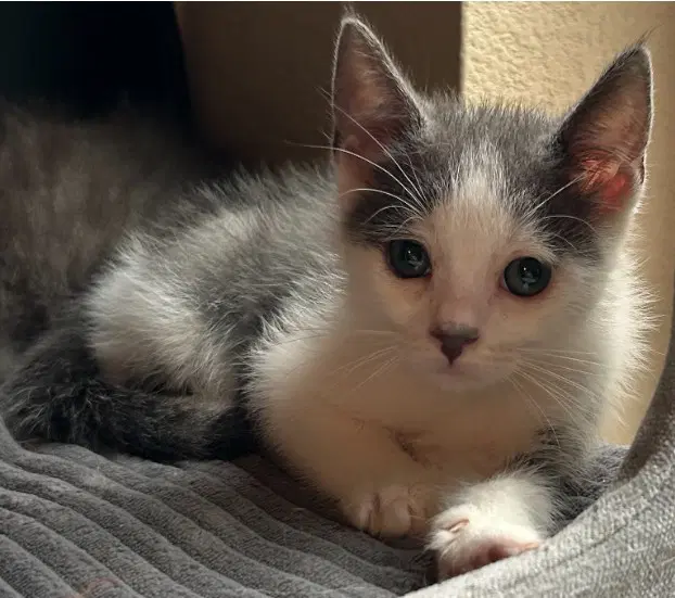 Poutine - Domestic Short Hair