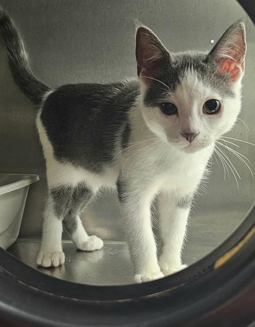 picture of the cat needing adoption