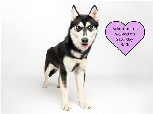 picture of the dog needing adoption