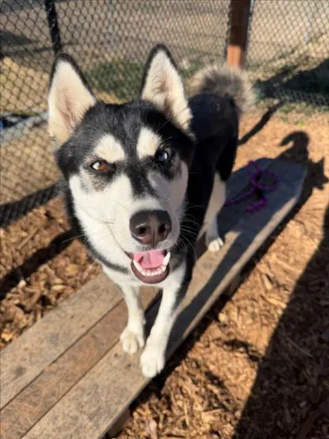 Ila - Siberian Husky