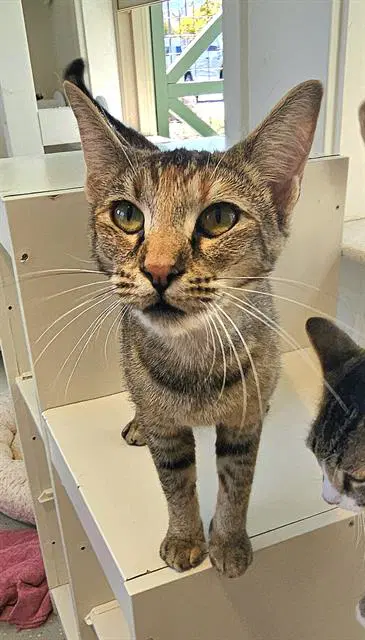 Toast - Domestic Short Hair