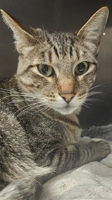 Chase - Domestic Short Hair