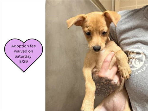 picture of the dog needing adoption