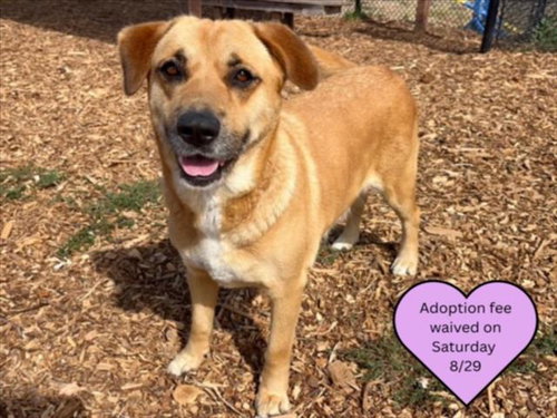 picture of the dog needing adoption
