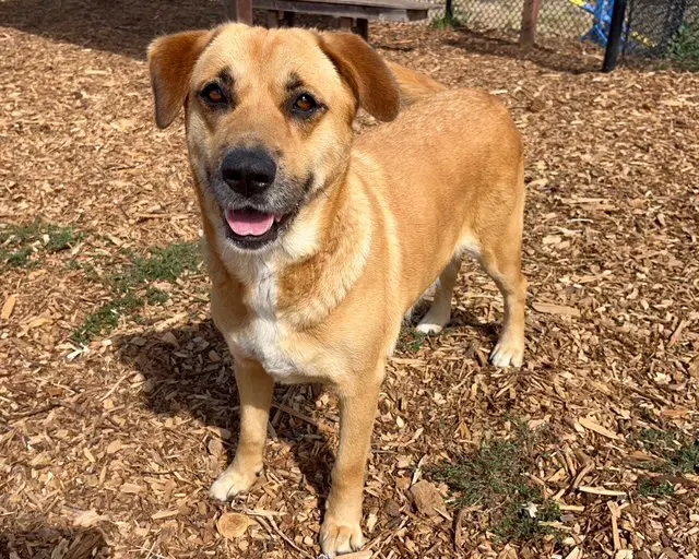 Annabelle - Labrador Retriever