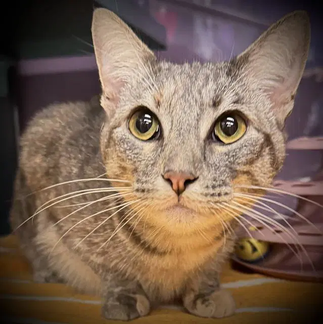 Aurora - Domestic Short Hair