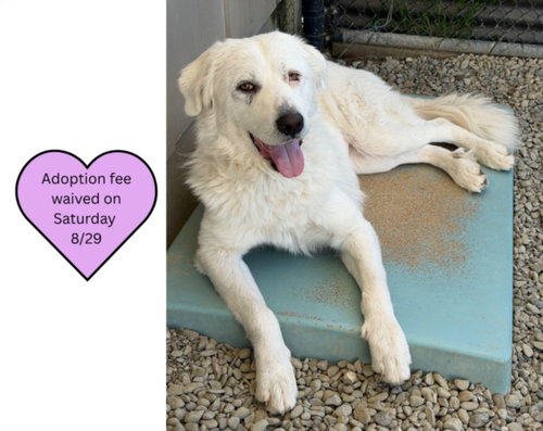 picture of the dog needing adoption