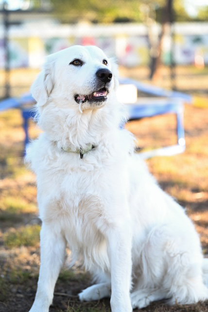 picture of the dog needing adoption