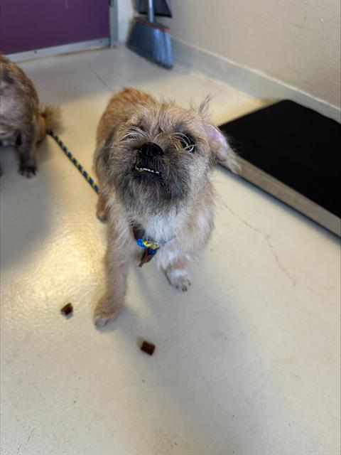 picture of the dog needing adoption