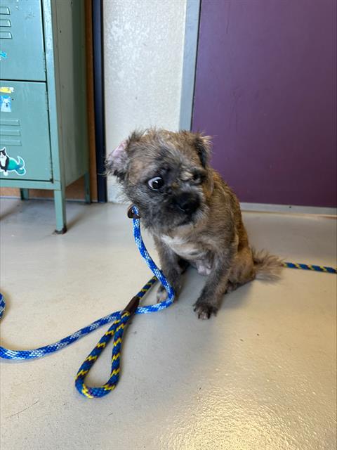 picture of the dog needing adoption