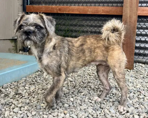 Gwen - Border Terrier