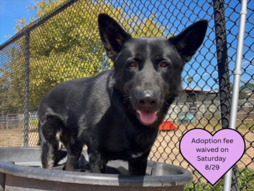 picture of the dog needing adoption