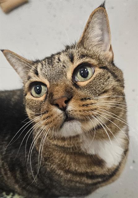picture of the cat needing adoption