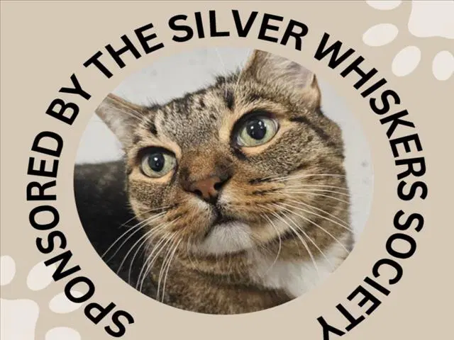 Lilly - Domestic Short Hair