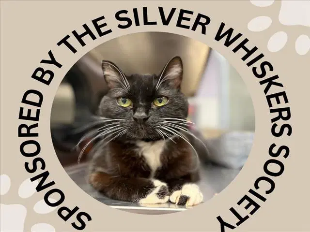 Angelica - Domestic Short Hair