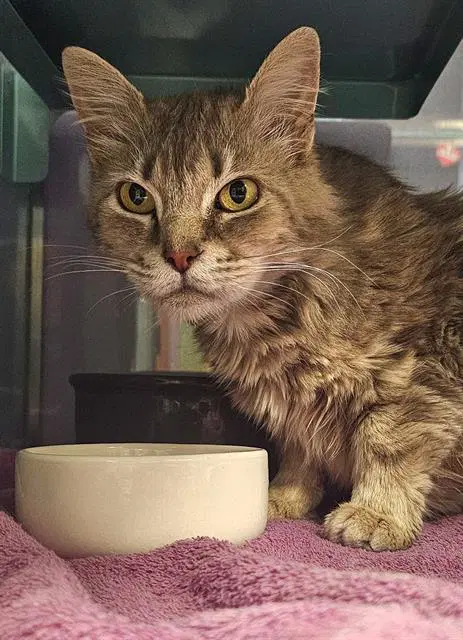 Farrah - Domestic Medium Hair