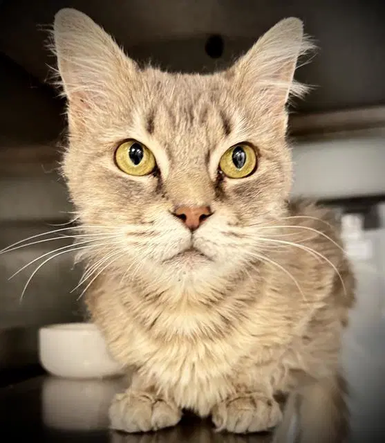 Farrah - Domestic Medium Hair
