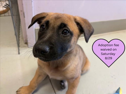 picture of the dog needing adoption