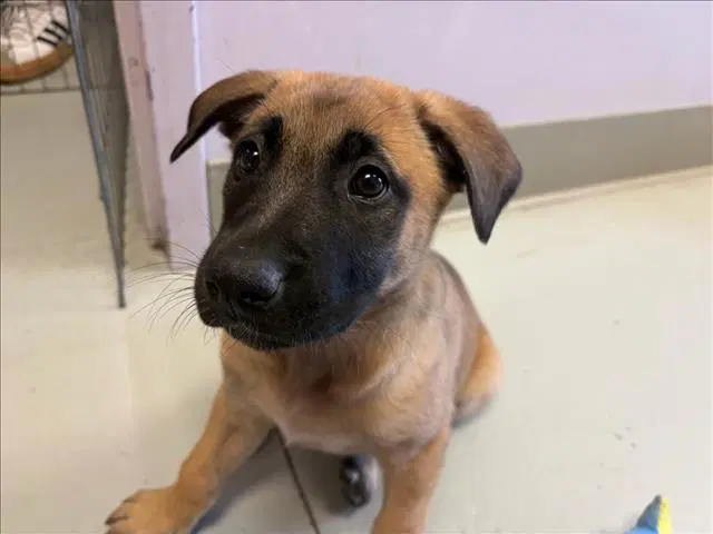 Patsy - Belgian Shepherd Malinois
