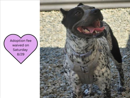 picture of the dog needing adoption