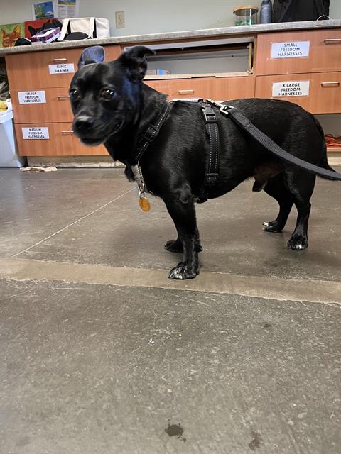 picture of the dog needing adoption