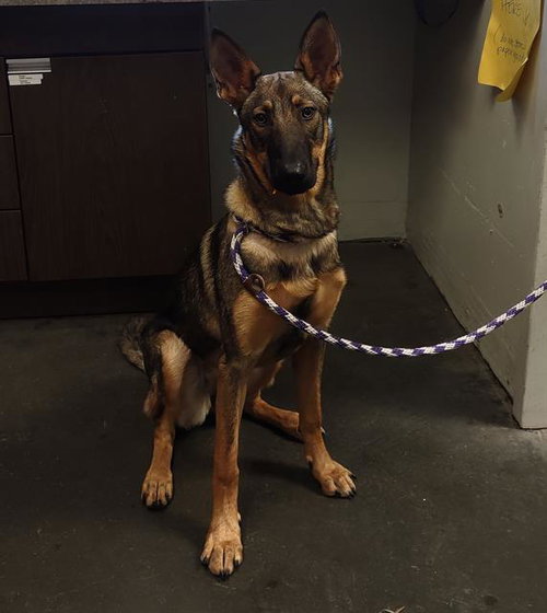 picture of the dog needing adoption