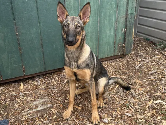 Eden - Belgian Shepherd Malinois