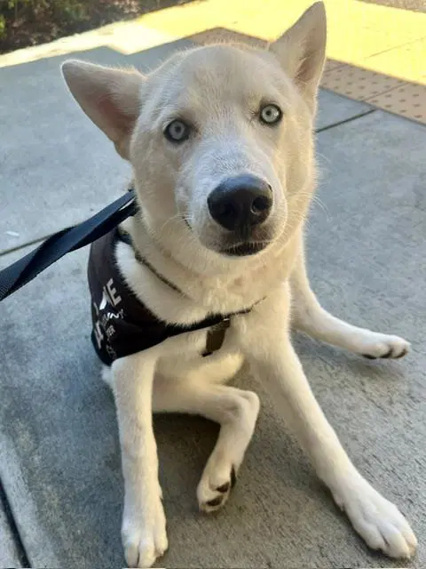 Baby Blue - Siberian Husky