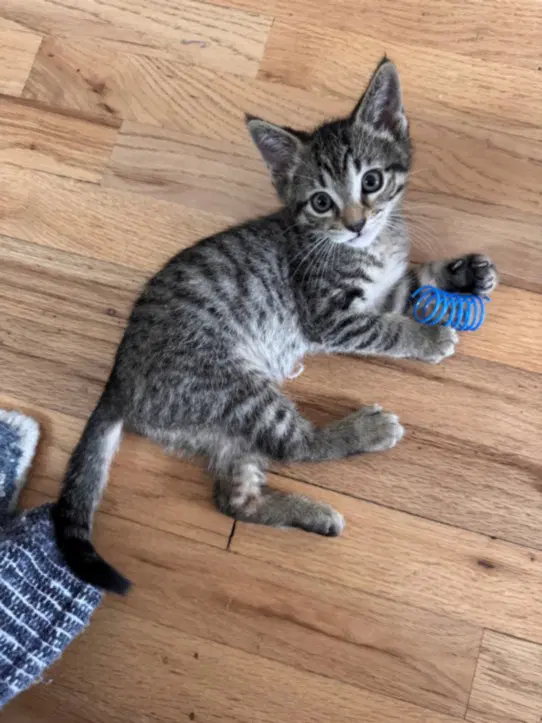 Peanut image 1