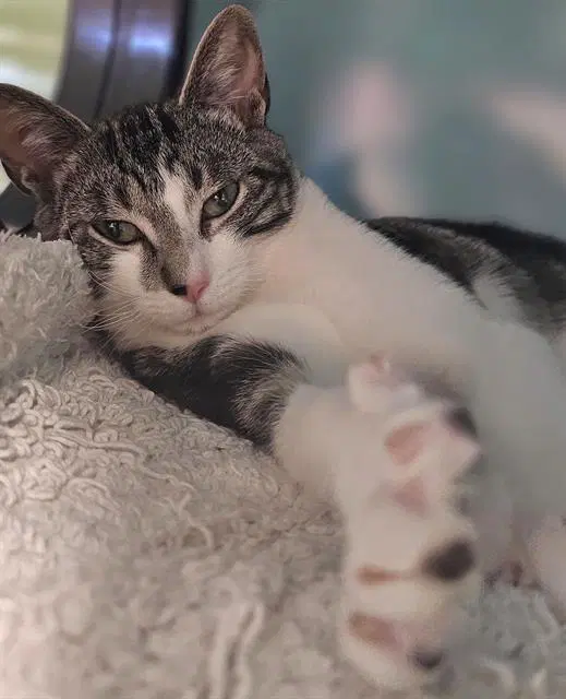 Sabrina Carpenter - Domestic Short Hair