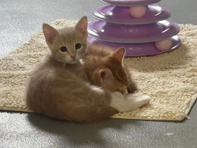 Tango - Domestic Short Hair