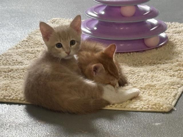 Tango