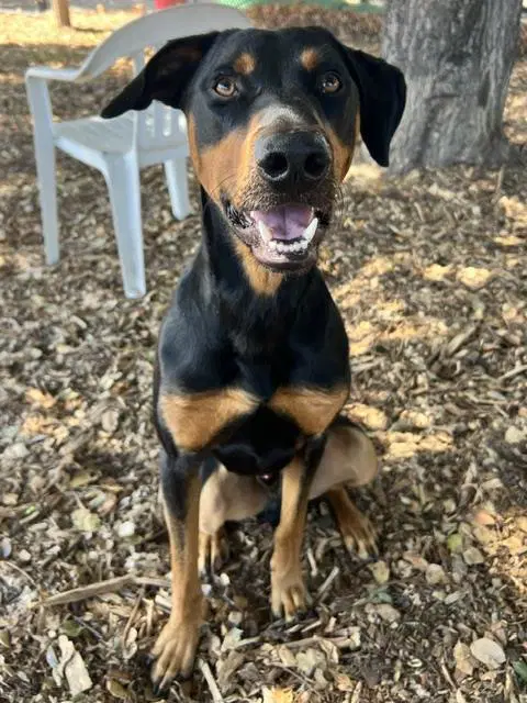 Debo - Doberman Pinscher