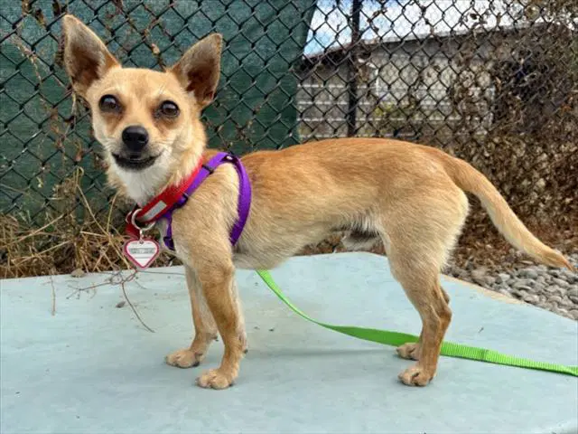 Hopscotch - Chihuahua