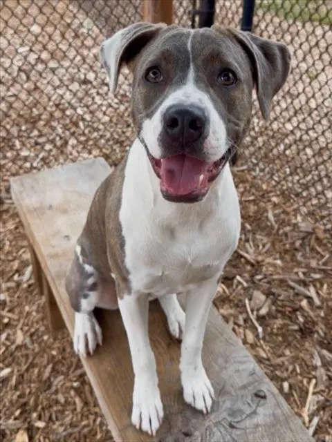 Emma - Pit Bull Terrier