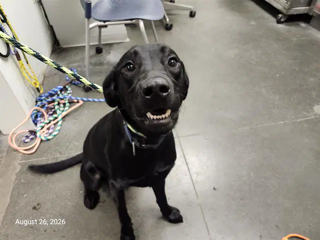 Reuben - Labrador Retriever
