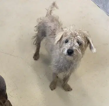 Blue - Poodle (Miniature)