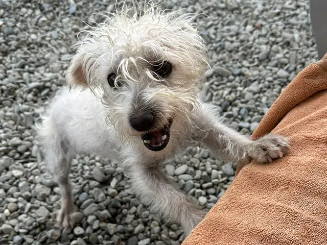 Blue - Poodle (Miniature)