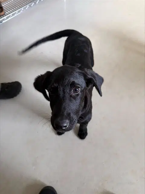 Bear - Labrador Retriever