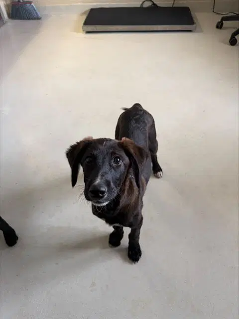 Moose - Labrador Retriever