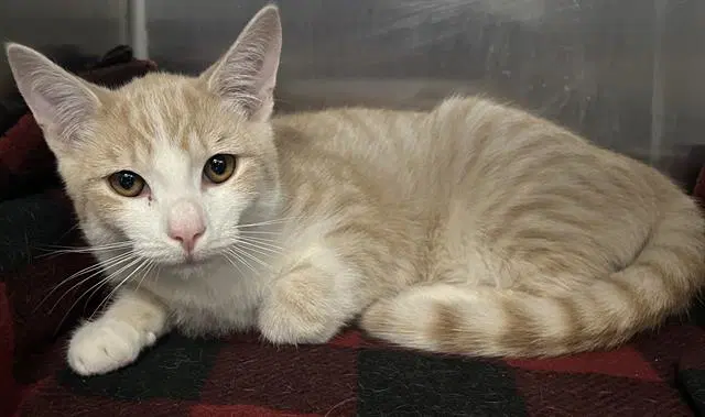 Muffin - Domestic Short Hair