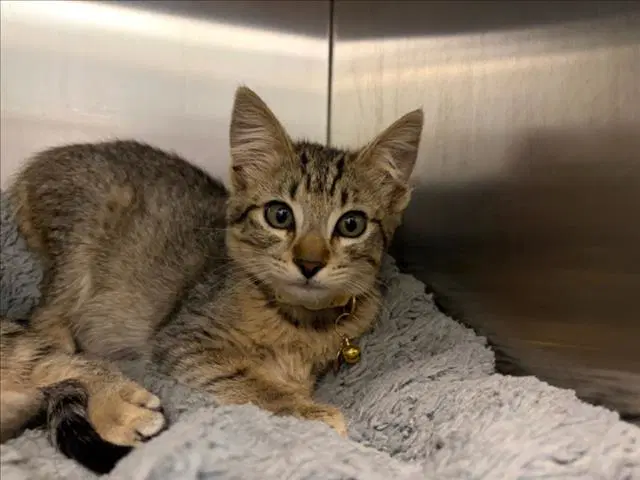 Ivy - Domestic Short Hair
