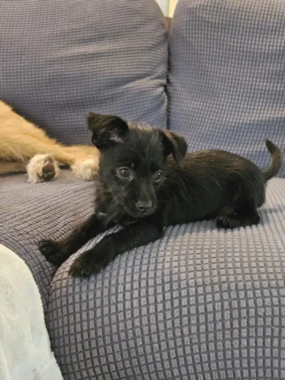 Bear - Terrier