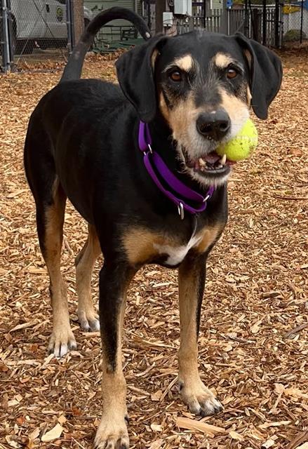 picture of the dog needing adoption